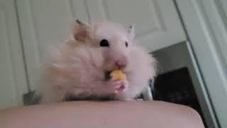 My Hamster Loves Fruit!