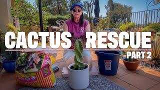 How To SAVE Your Rotting Cactus | Part 2