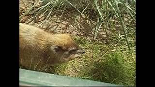 Klippschliefer / Rock Hyrax