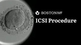 ICSI Procedure Explained | Science at Boston IVF