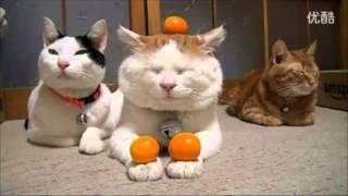 Cute Cats Balancing Fruits on Heads and Paws - Compilation