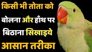 How to Train Your parrot to talk ?Tota ko Bolna kaise sikhayen ?Tota se dosti kaise kren !Hindi/Urdu