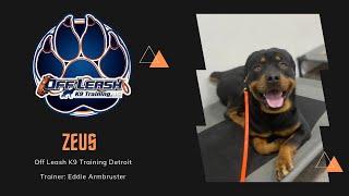 Rottweiler “Zeus” Levels Up | Trainer Eddie Armbruster