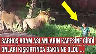 Adam Aslanların Kafesine Atladı, Sonrasında Olanlar Tüm Dünyayı Hayretler İçinde Bıraktı