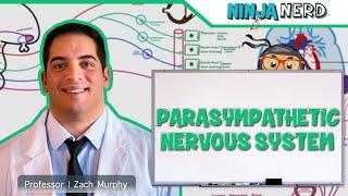 Neurology | Parasympathetic Nervous System