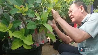 Panen Buah Diatas Rumah , ada jambu, paprika, belimbing, kedongdong