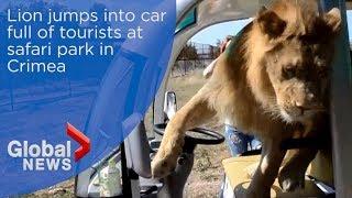 Lion jumps into car full of tourists at safari park in Crimea