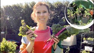 Melbourne garden tour in SEPTEMBER! SPRING edible planting guide - vegetable Gardening Australia