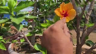 Hibiscus Care: Treatment and Fertilizing / हिबिस्कस पौधों की देखभाल और उर्वरक ️