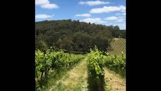 Mt Lofty Ranges Vineyard, South Australia