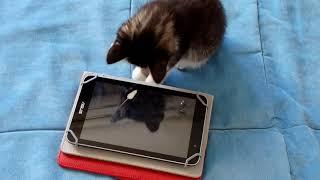 Funny kitten. Phone games for cats. Kitten Watson plays games on the phone.