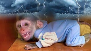 Monkey Puka sleeps alone, cries and is afraid of thunder and lightning