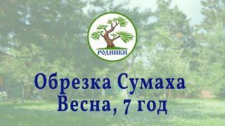 Весенняя обрезка Сумаха. 2022.03