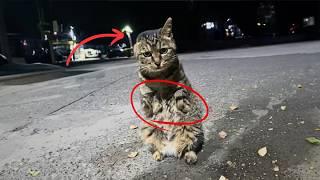 stray cat missing paws and ears struggles, trying to stop passersby for food, but no one cares.