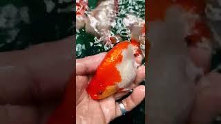 you'll have fun handling me  #foryou #shortvideo #goldfish #please_subscribe #ranchu_goldfish