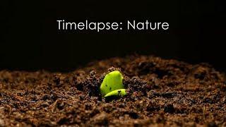 Timelapse: Nature | Instrumental music by sixthtulip