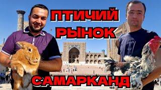 ПТИЧИЙ РЫНОК в САМАРКАНДЕ #самарканд #птичийрынок #ранокамолова @SilkRoad-gt3yq