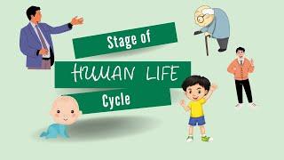 Human Life Cycle | Stages of Human Growth (science) | #learningzoneforall