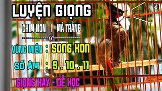 Chim Thầy Sông Kôn Hót Cực Hay ( GIÀ RỪNG )| Luyện Chào Mào Má Trắng Hót Cực Đỉnh - Thành Công 100%