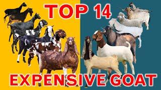 Top 14 Most Expensive Goat Breeds in the World | Unregistered and Registered Price