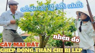 Cây mai đất GHÉP ĐÓNG THÂN chi lép bị nhện đỏ cách xử lý hay ở vườn mai Thành Công làng mai Bình Lợi