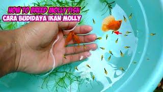 How to breed molly fish step by step