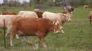 Cows Mooing