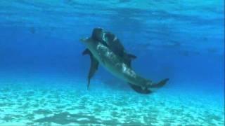 dolphins threesome sex,  дельфины секс втроем