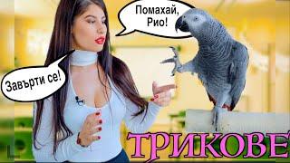 **ДРЕСИРАНЕ / ОБУЧЕНИЕ НА ПАПАГАЛ - Трикове и основи на обучението / PARROT TRICKS