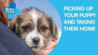 Top Tips On Taking Your Puppy Home | Blue Cross