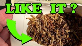 FEEDING BLACK SOLDIER FLY LARVAE by GRUB TERRA - A COMPLETE GUIDE  #grubterra #blacksoldierflylarvae