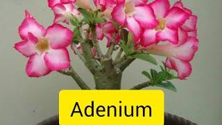 Adenium çöl gülü bakımı