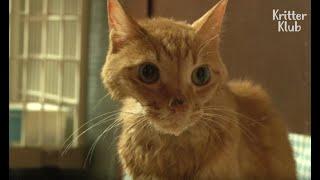 Katze mit Depression weigert sich zu essen (Teil 1) | Tier in der Krise EP37
