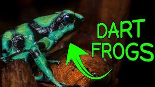 Poison Dart Frog Unboxing & BIOACTIVE Enclosure Build