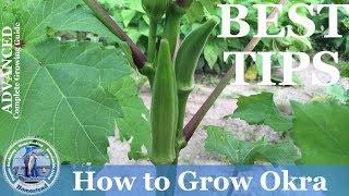 How To Grow Okra  : (ADVANCED) Growing Guide