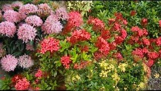 Tips on planting and caring for Ashoka flowers so that they bloom profusely