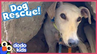 Rescuers Help Mama Dog Get Her Puppies Off A Mountain | Rescued! | Dodo Kids