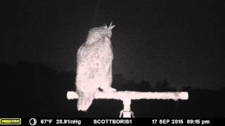 Great Horned Owl on a perch during a thunderstorm on 9-17-2015 in Waukesha, Wisconsin