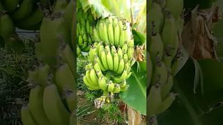 Dwarf Banana na Dalawa Ang buwig Sa Isang Puno#yooragardentips #shortvideo #dwarfbanana