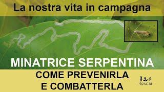 MINATRICE SERPENTINA degli agrumi come prevenirla ed eliminarla con METODI NATURALI