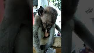 Bayi Monyet Mesum