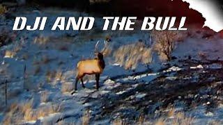 Dji fpv and the Bull