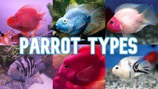 Parrot Cichlids | 15 Types To Know