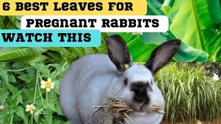 6 leaves for pregnant rabbits