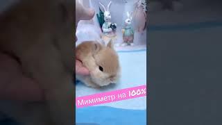 ОСТОРОЖНО100% Мимишность