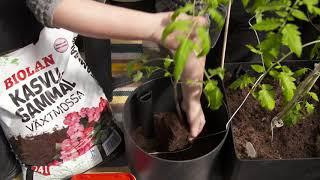 Tomaattien kasvatus kasvusammaleessa - osa 5 - Istutus altakasteluruukkuun