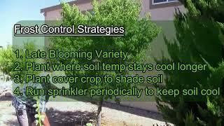 FRUIT TREES | Frost Control Strategies