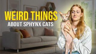 Things I Wish Someone Told Me Before Getting a Sphynx!