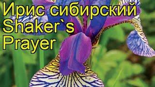 Ирис сибирский Шейкерс Прейер. Краткий обзор, описание характеристик iris sibirica Shaker's Prayer