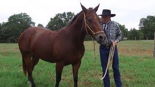 Horse Psychology with Reed Edwards